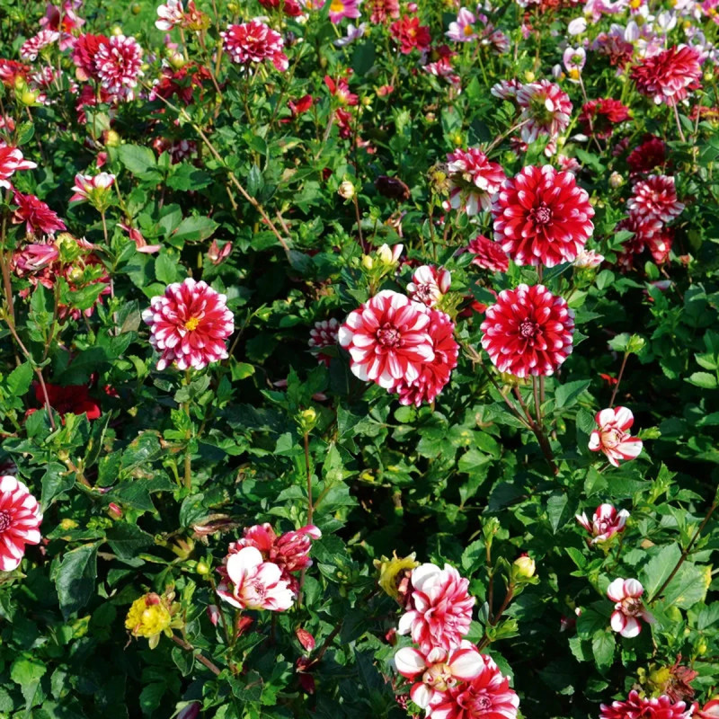 Dahlia décoratif nain 'Jamaica' - Dahlia | Achat direct producteur