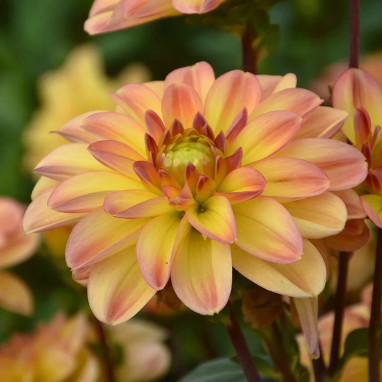 Dahlia buisson nain 'Palma' - Dahlia | Achat direct au producteur