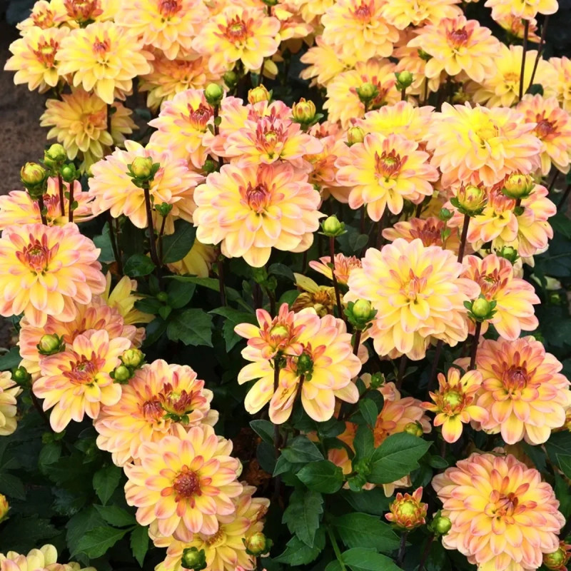 Dahlia buisson nain 'Palma' - Dahlia | Achat direct au producteur