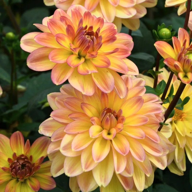Dahlia buisson nain 'Palma' - Dahlia | Achat direct au producteur
