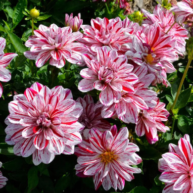 Dahlia buisson nain Porthos - Dahlia | Achat direct au producteur