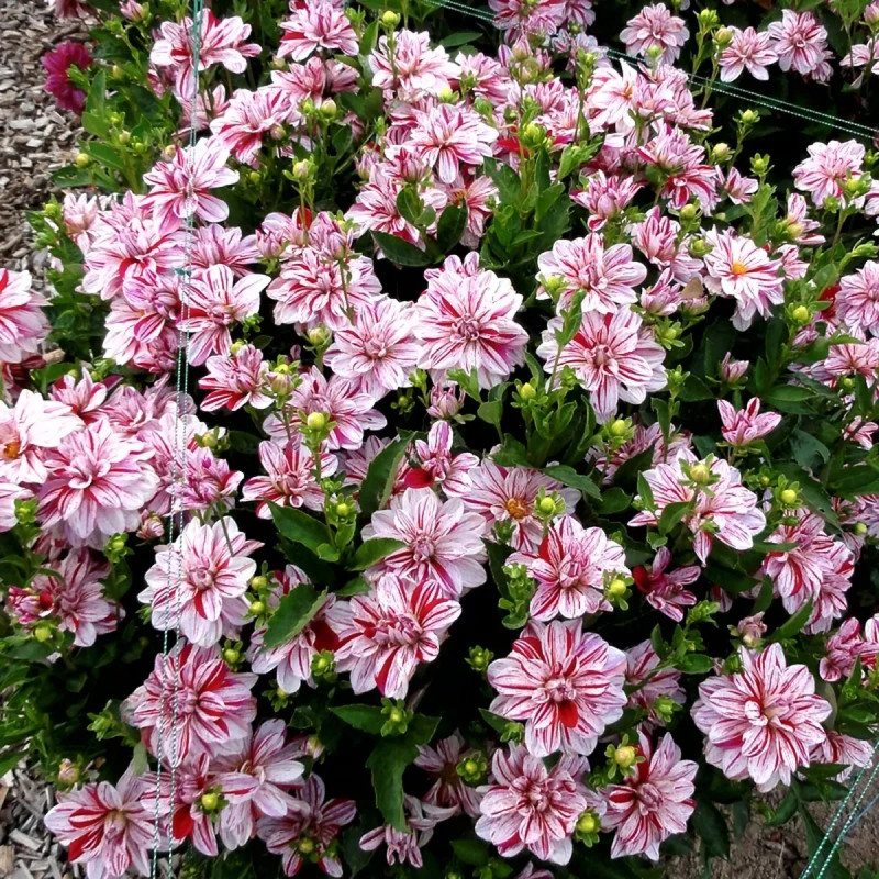 Dahlia buisson nain Porthos - Dahlia | Achat direct au producteur