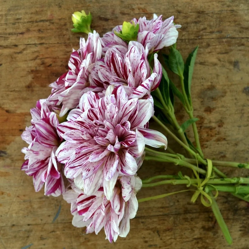 Dahlia buisson nain Porthos - Dahlia | Achat direct au producteur