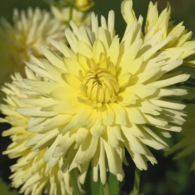 Dahlia Cactus Nain Amazonia - Dahlia | Achat direct au producteur