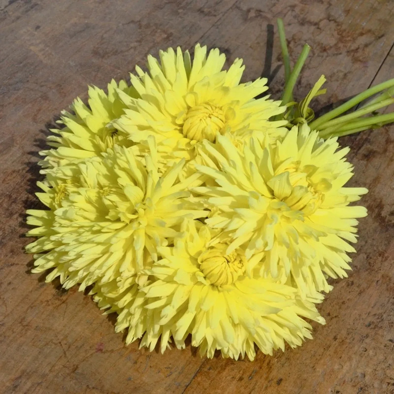 Dahlia Cactus Nain Amazonia - Dahlia | Achat direct au producteur