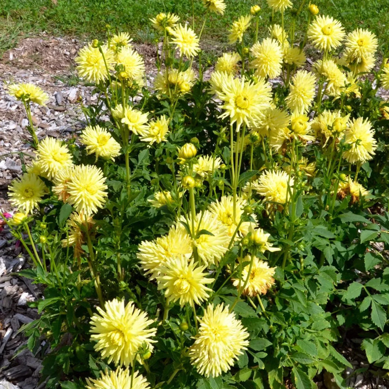 Dahlia Cactus Nain Amazonia - Dahlia | Achat direct au producteur