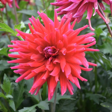 Dahlia cactus nain 'Corcovado' - Dahlia | Achat direct au producteur