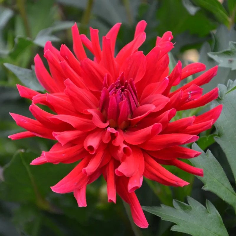 Dahlia cactus nain 'Corcovado' - Dahlia | Achat direct au producteur