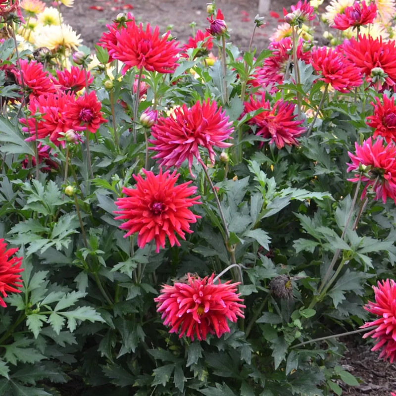 Dahlia cactus nain 'Corcovado' - Dahlia | Achat direct au producteur