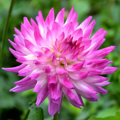 Dahlia Cactus Nain 'Aquarelle' - Dahlia | Achat direct au producteur