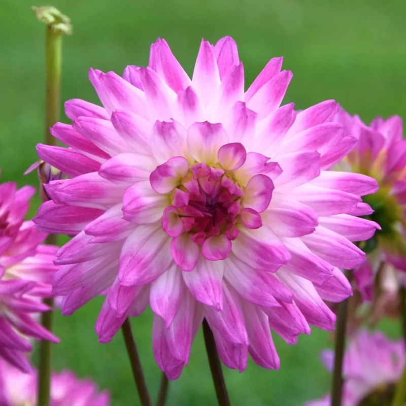 Dahlia Cactus Nain 'Aquarelle' - Dahlia | Achat direct au producteur