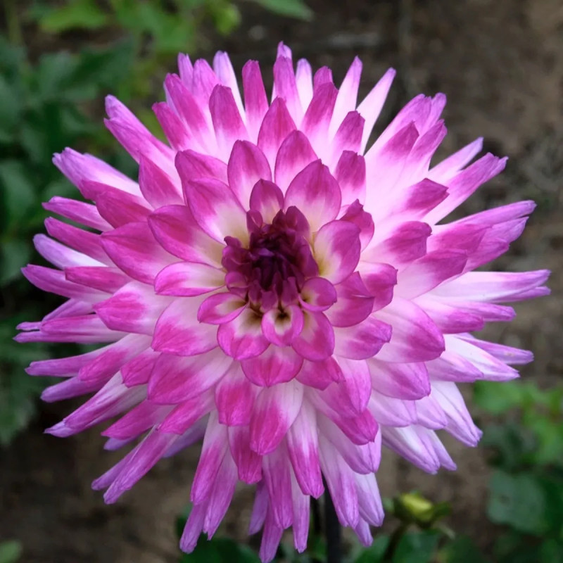 Dahlia Cactus Nain 'Aquarelle' - Dahlia | Achat direct au producteur