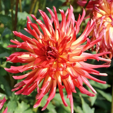Dahlia Cactus Nain 'Etna' - Dahlia | Achat direct au producteur