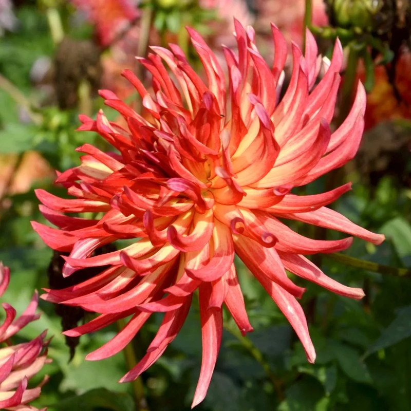 Dahlia Cactus Nain 'Etna' - Dahlia | Achat direct au producteur