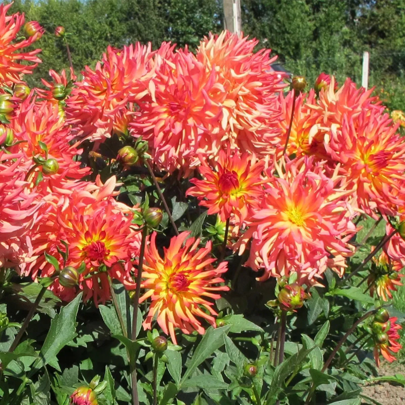 Dahlia Cactus Nain 'Etna' - Dahlia | Achat direct au producteur