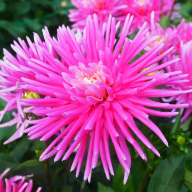 Dahlia cactus nain 'Harry Bo' - Dahlia | Achat direct au producteur