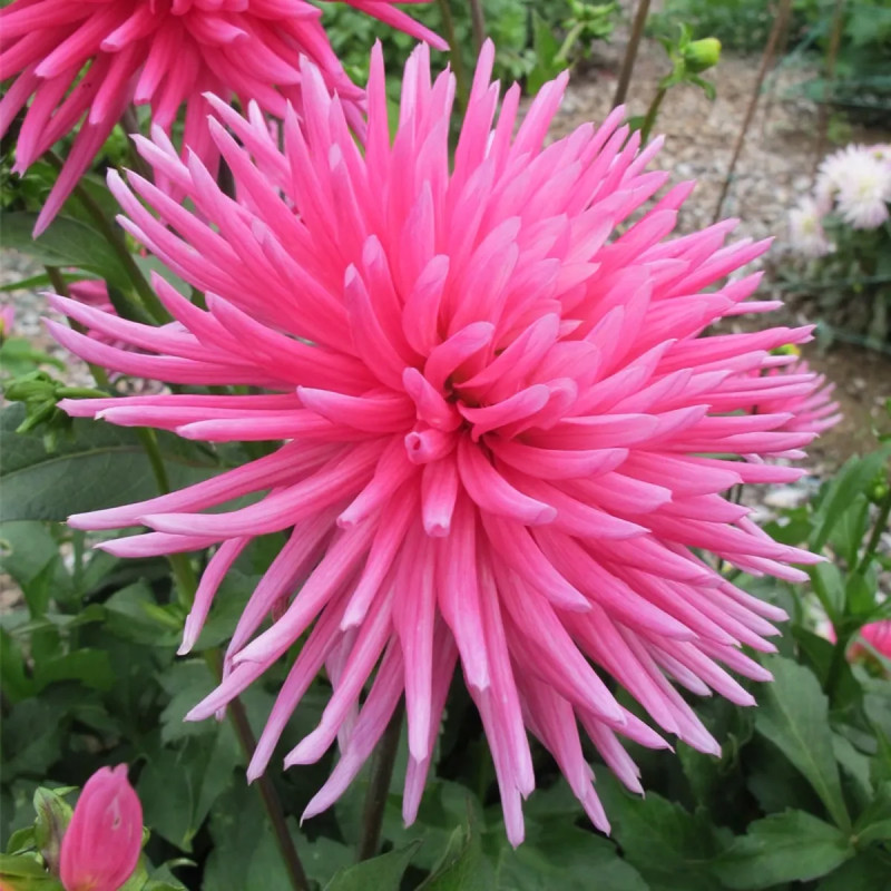 Dahlia cactus nain 'Harry Bo' - Dahlia | Achat direct au producteur