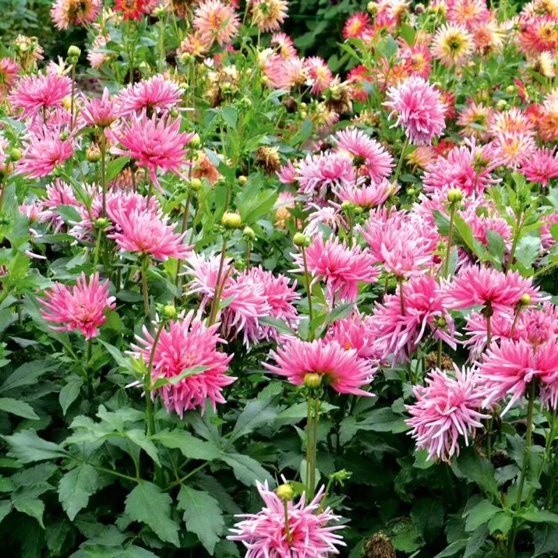 Dahlia cactus nain 'Harry Bo' - Dahlia | Achat direct au producteur