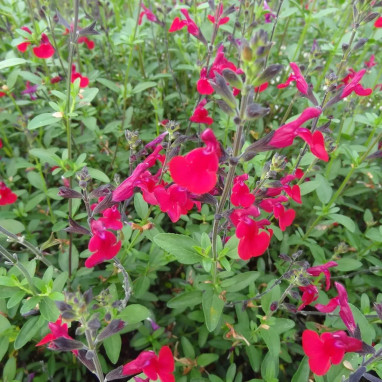 Salvia microphylla 'Rose Foncé' - Salvia | Achat direct au producteur