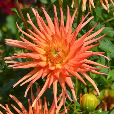 Dahlia Cactus Nain 'Sunrise' - Dahlia | Achat direct au producteur