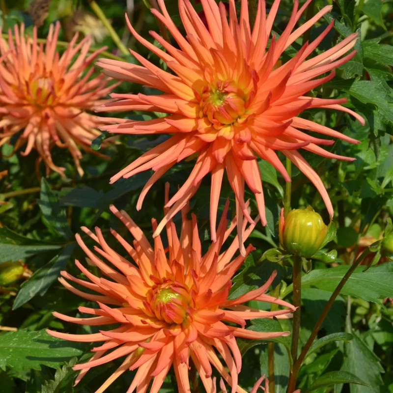 Dahlia Cactus Nain 'Sunrise' - Dahlia | Achat direct au producteur