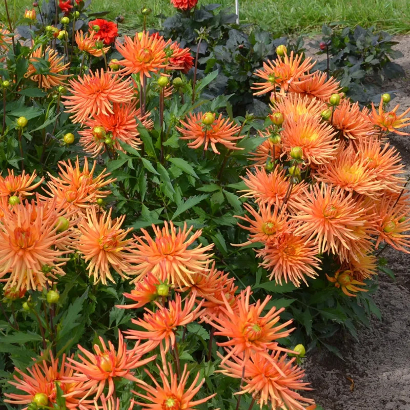 Dahlia Cactus Nain 'Sunrise' - Dahlia | Achat direct au producteur