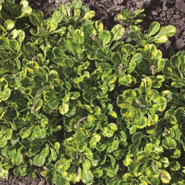 Saxifraga X urbium 'Aureopunctata' - Saxifraga | Achat producteur