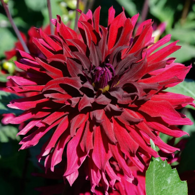Dahlia Cactus Nain Leslie - Dahlia | Achat direct au producteur