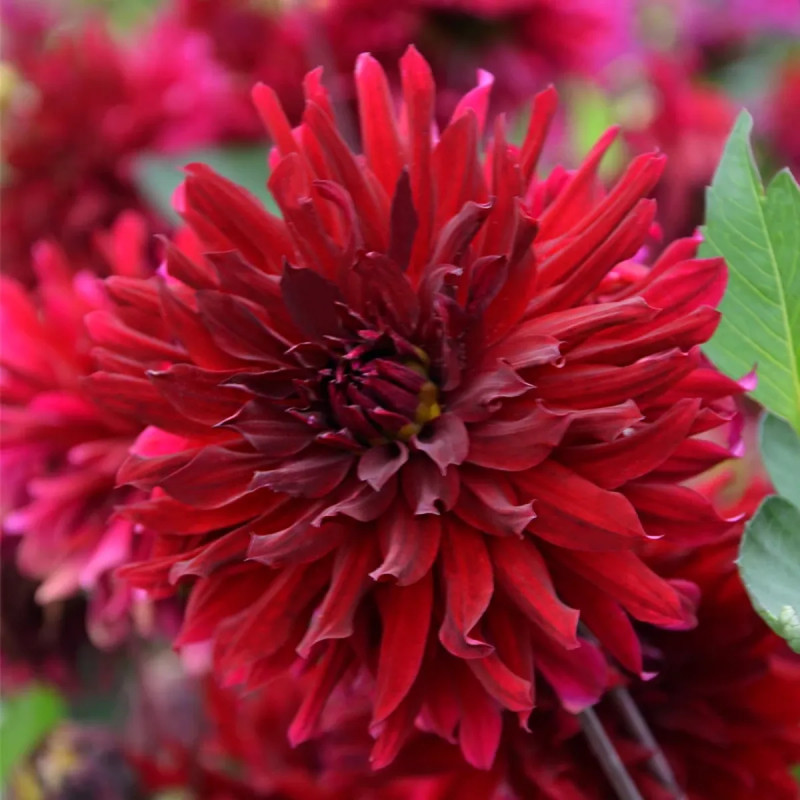 Dahlia Cactus Nain Leslie - Dahlia | Achat direct au producteur
