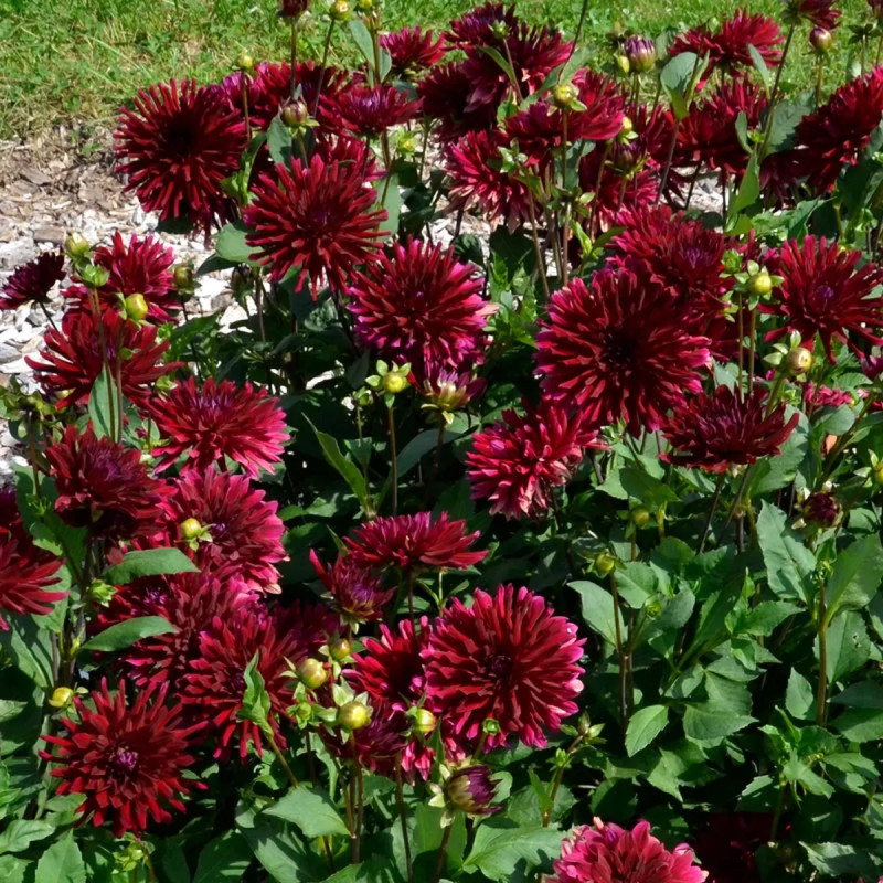 Dahlia Cactus Nain Leslie - Dahlia | Achat direct au producteur