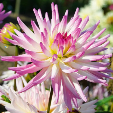 Dahlia cactus nain 'Mon Amour' - Dahlia | Achat direct au producteur