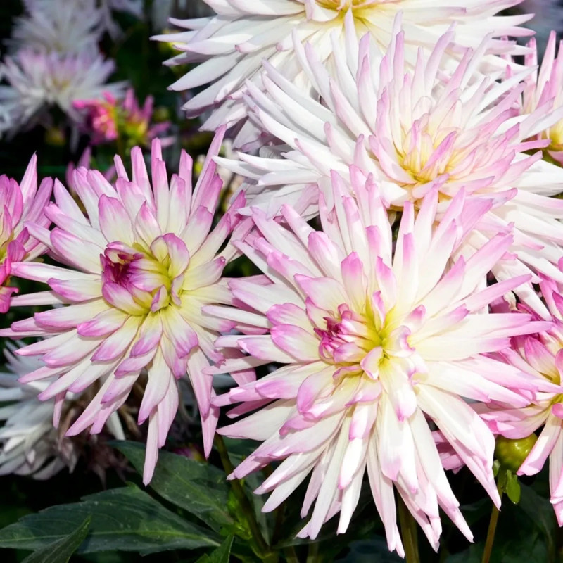 Dahlia cactus nain 'Mon Amour' - Dahlia | Achat direct au producteur