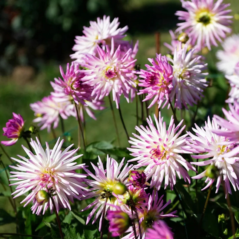 Dahlia cactus nain 'Mon Amour' - Dahlia | Achat direct au producteur