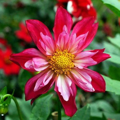 Dahlia collerette 'Cherry Star' - Dahlia | Achat direct au producteur