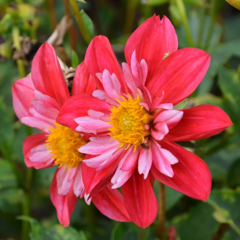 Dahlia collerette 'Cherry Star' - Dahlia | Achat direct au producteur
