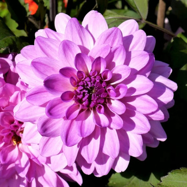 Dahlia décoratif nain 'Charming Lady' - Dahlia | Achat producteur
