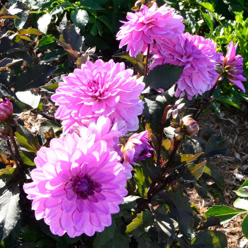 Dahlia décoratif nain 'Charming Lady' - Dahlia | Achat producteur