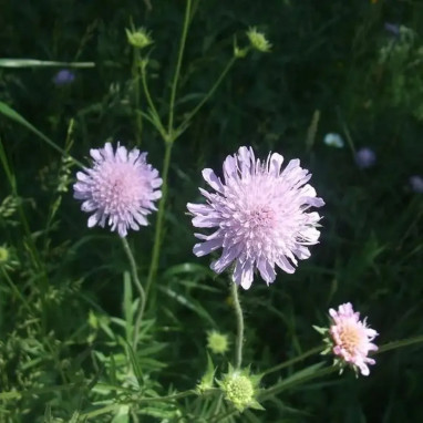 Scabiosa graminifolia - Scabiosa | Achat direct au producteur