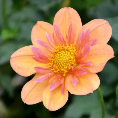 Dahlia collerette 'Pale Tiger' - Dahlia | Achat direct au producteur