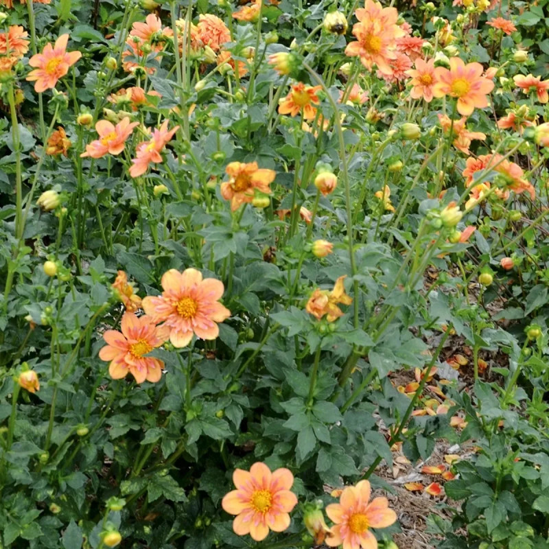 Dahlia collerette 'Pale Tiger' - Dahlia | Achat direct au producteur