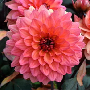 Dahlia décoratif nain 'Chaumont sur Loire' | Achat direct au producteur