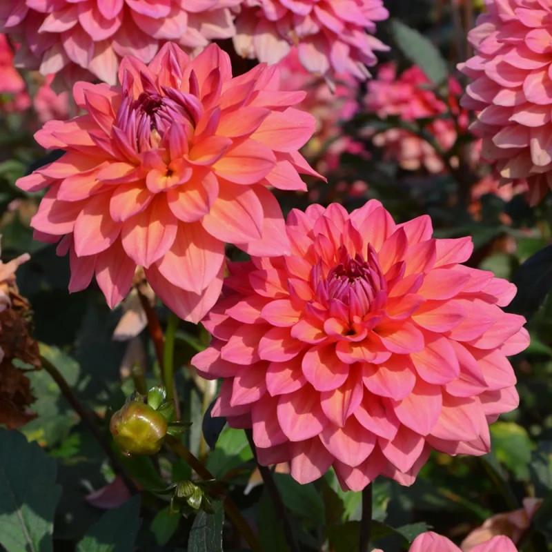 Dahlia décoratif nain 'Chaumont sur Loire' | Achat direct au producteur