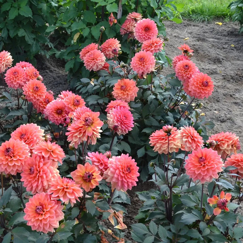Dahlia décoratif nain 'Chaumont sur Loire' | Achat direct au producteur