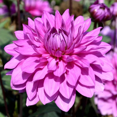 Dahlia 'Cointreaupolitain' - Dahlia | Achat direct au producteur