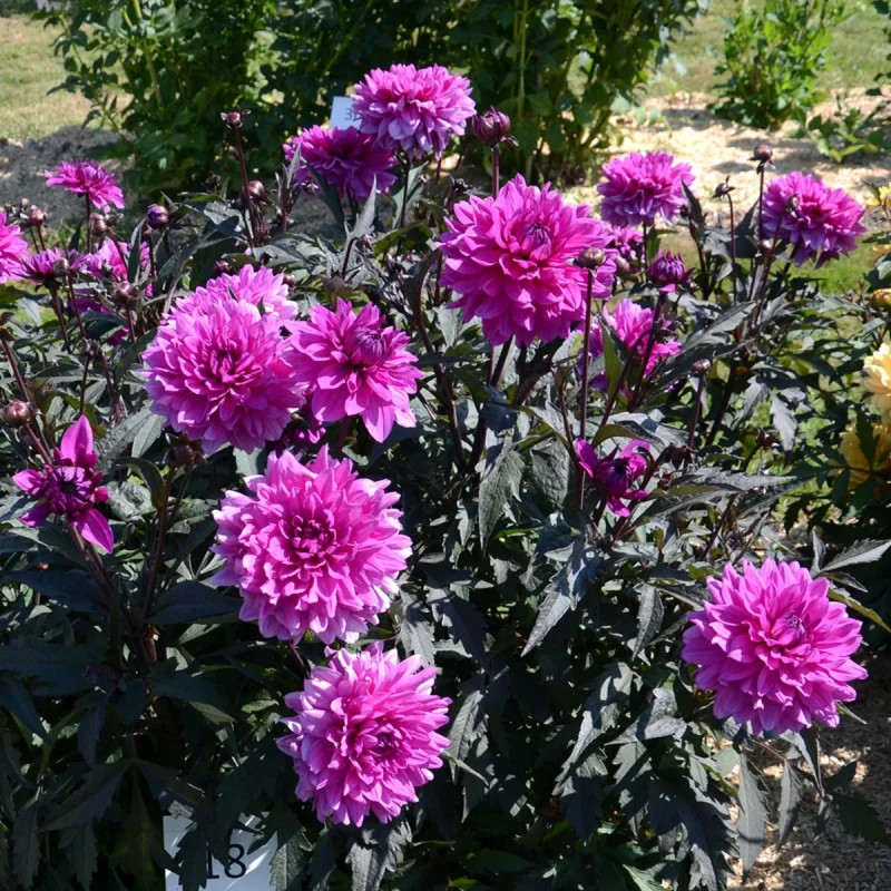 Dahlia 'Cointreaupolitain' - Dahlia | Achat direct au producteur