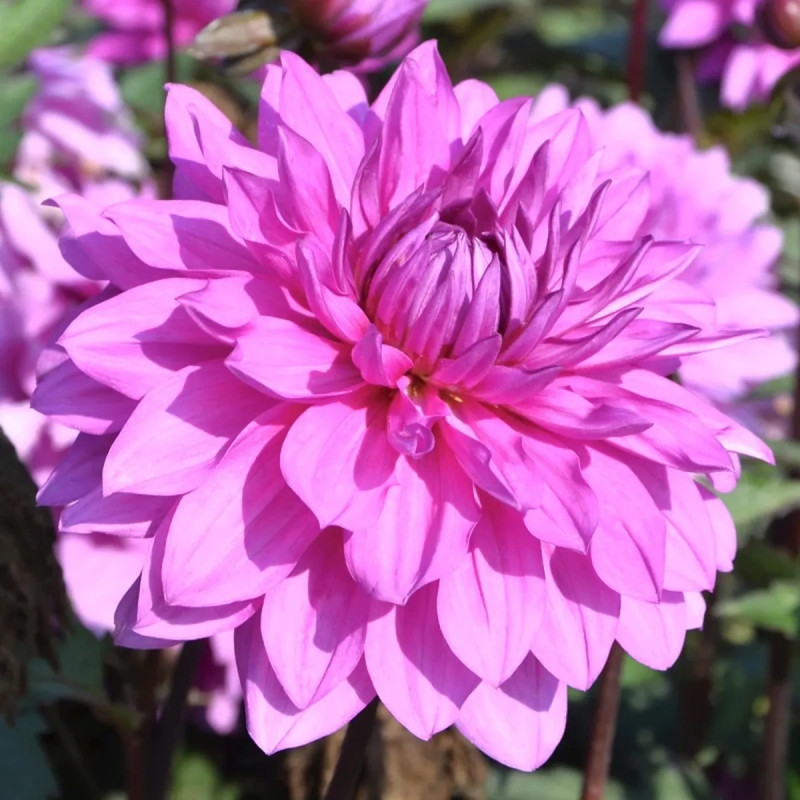 Dahlia 'Cointreaupolitain' - Dahlia | Achat direct au producteur