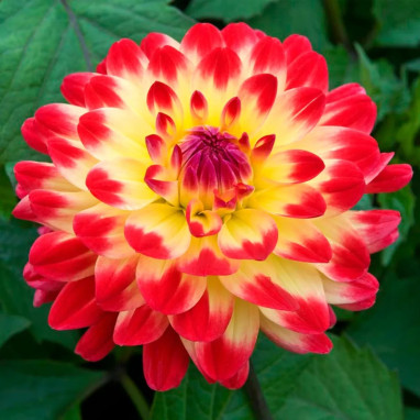 Dahlia décoratif nain 'Dynastie' - Dahlia | Achat producteur