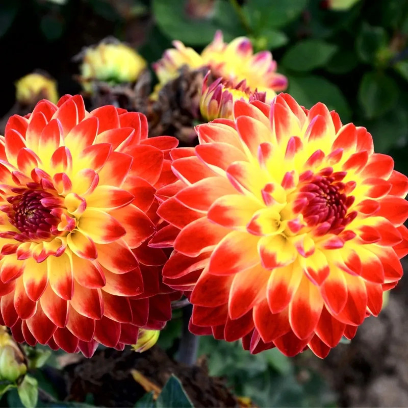 Dahlia décoratif nain 'Dynastie' - Dahlia | Achat producteur