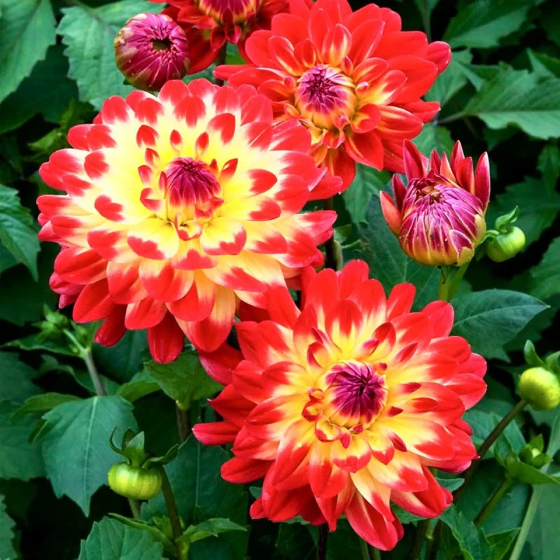 Dahlia décoratif nain 'Dynastie' - Dahlia | Achat producteur