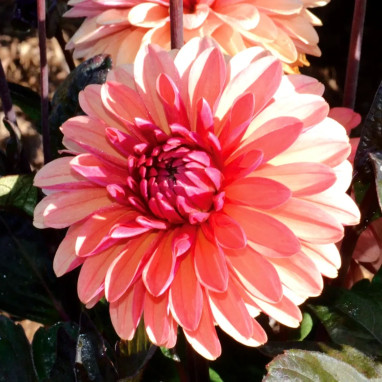 Dahlia décoratif nain Clemenvilla - Dahlia | Achat direct au producteur